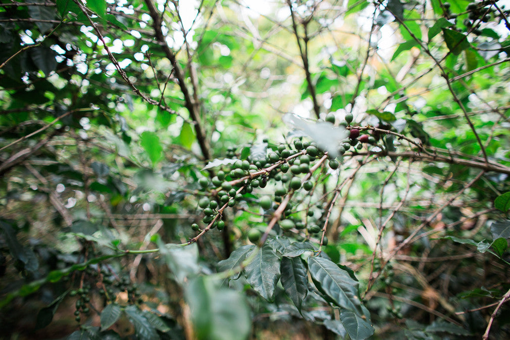 Sensory Lab and LMCP