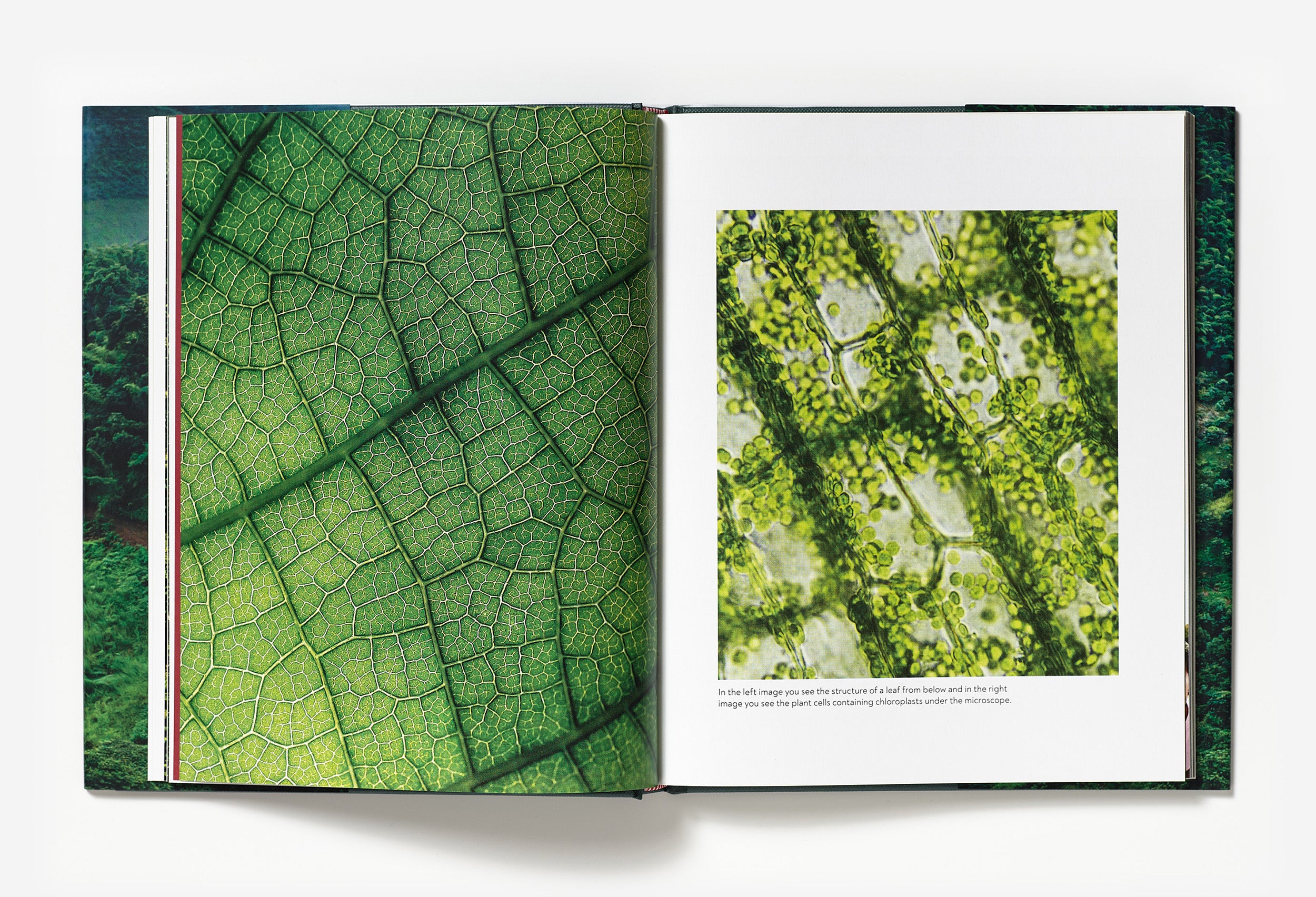 Terroir | Coffee From Seed To Harvest Book